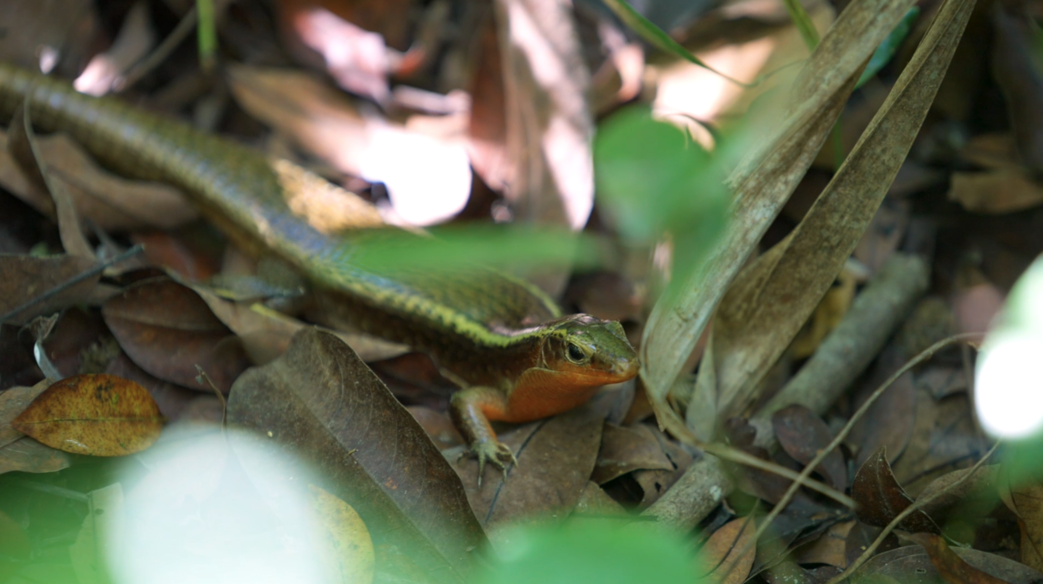 Madagascar ecosystem 2